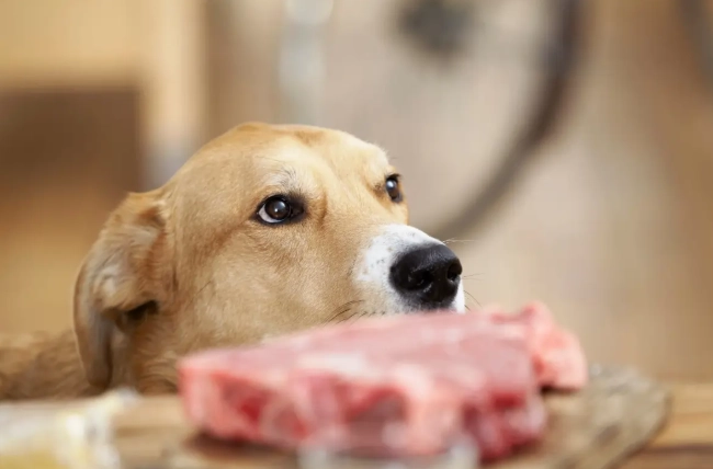 狗吃生肉還是熟肉