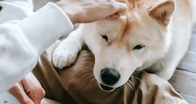 狗狗不能吃的食物