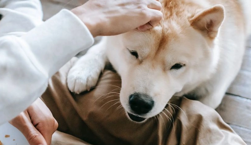狗狗不能吃的食物清單：保護毛孩健康的必知禁忌
