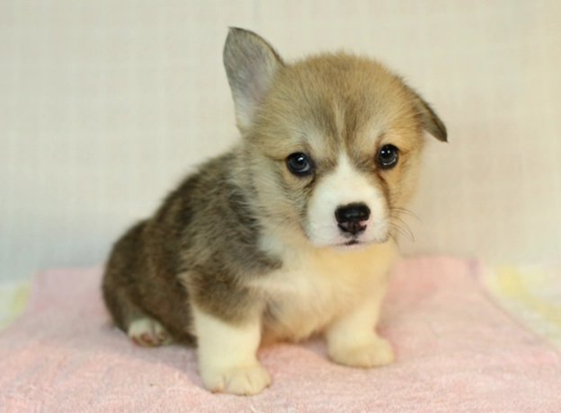 狗狗牙齒鬆動要拔嗎？獸醫解析拔牙時機與護理全指南