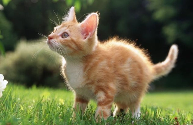 貓身上有黑色小蟲