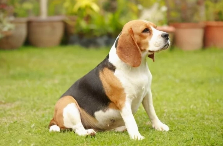 狗生骨頭安全指南：正確餵食技巧與風險避免全解析