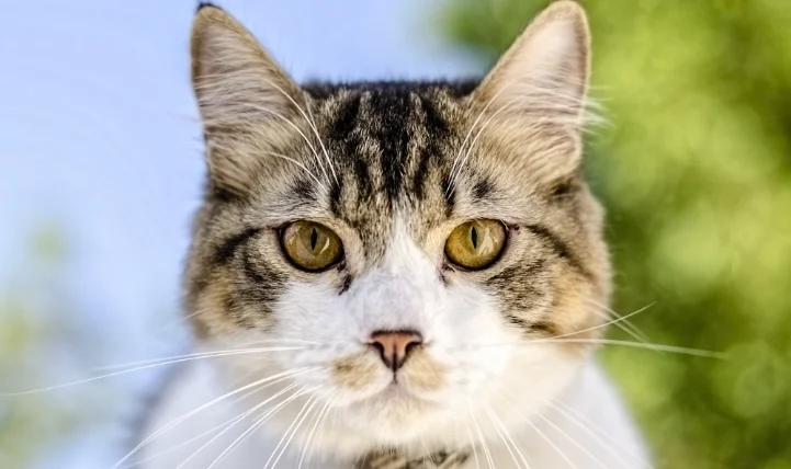 貓咪吃到蒜頭怎麼辦