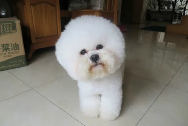 比熊可以吃蘋果嗎