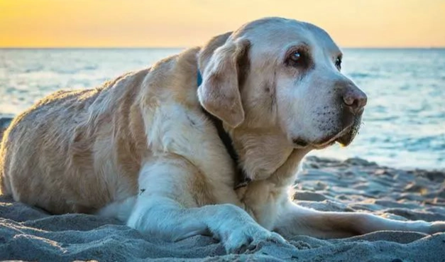 狗狗上眼皮腫起來