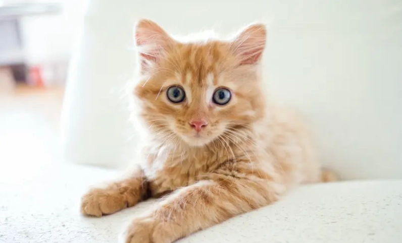 貓中藥禁忌全指南：避免誤用危害愛貓健康