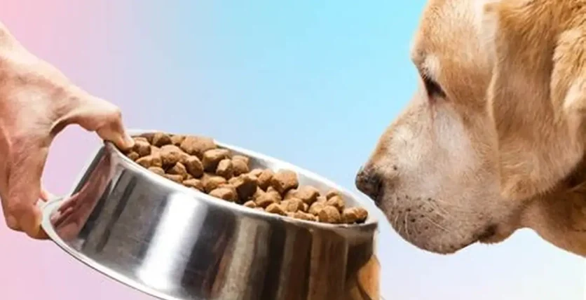 狗為什麼不能吃蛋白