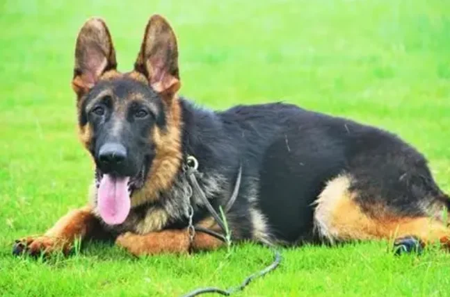 德國牧羊犬領養