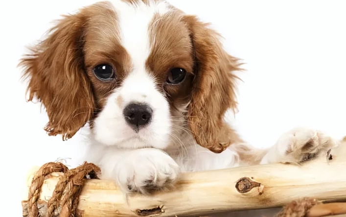 老狗黑便怎麼辦？獸醫解析原因、處理與預防全指南