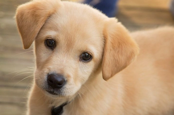 小狗咳怎麼辦？完整指南解決咳嗽疑惑與治療方法