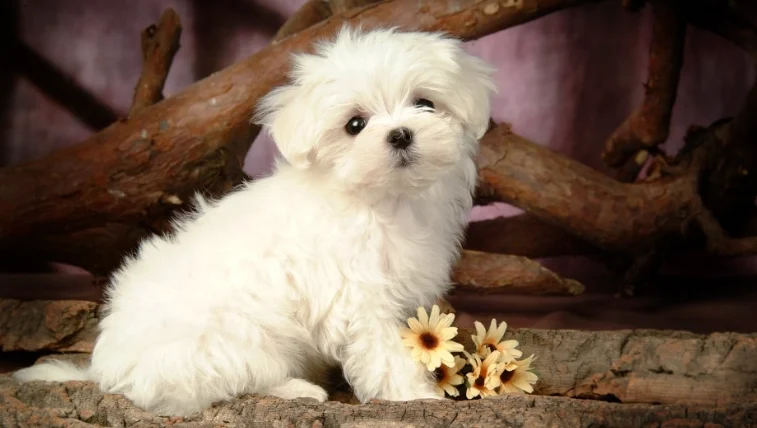 狗狗黑色素瘤初期