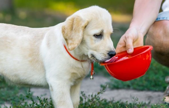 狗狗喝水量