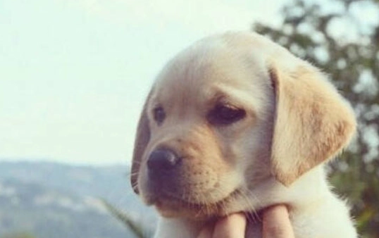 狗 前庭神經炎 針灸