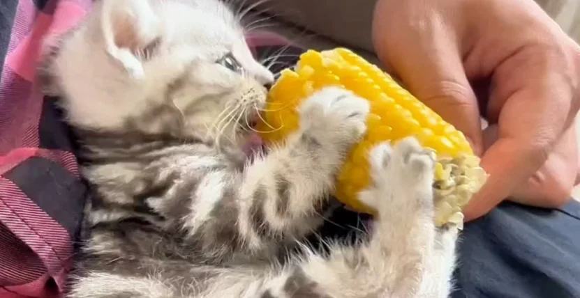 貓咪可以吃玉米粒嗎