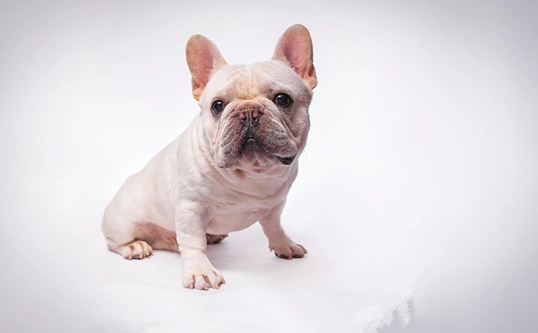 老狗晚上不睡覺