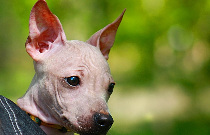 狗可以吃蘿蔔嗎？完整指南與餵食建議