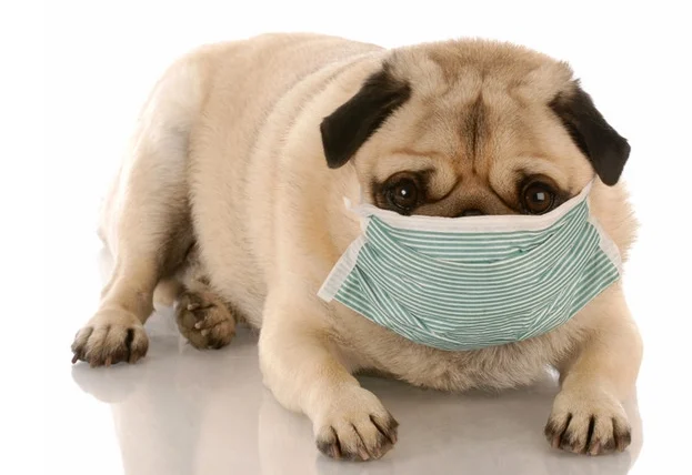 臘腸癱瘓安樂死