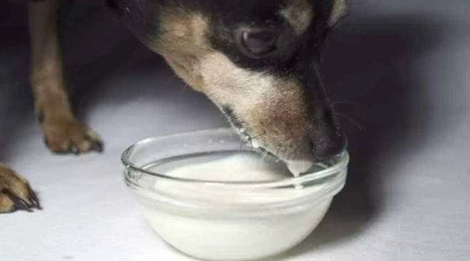 老狗可以喝豆漿嗎