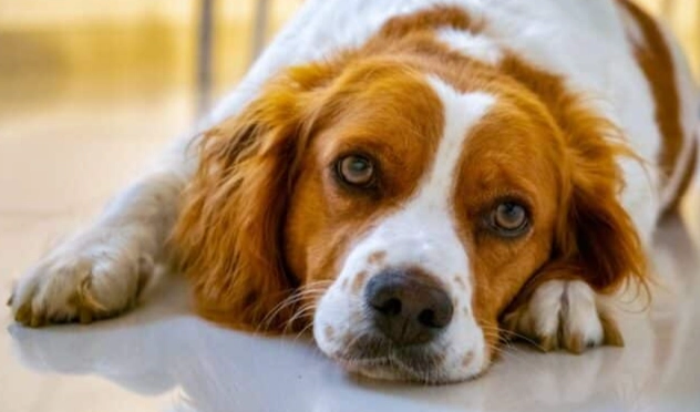 狗狗可以吃雞骨頭嗎