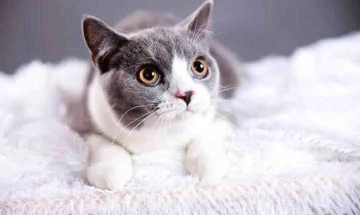 貓咪可以吃胡蘿蔔嗎