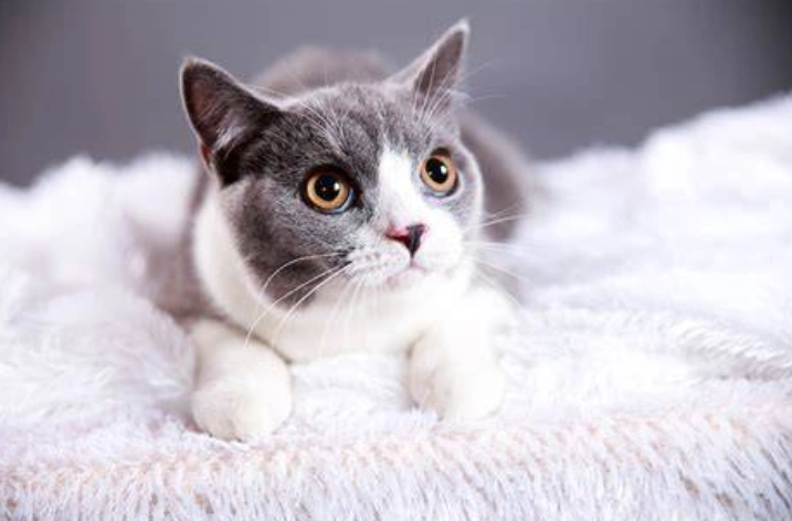 貓咪可以吃胡蘿蔔嗎？獸醫教你安全餵食指南與注意事項