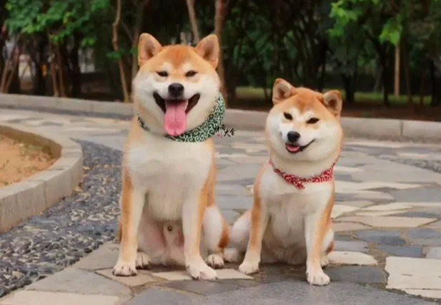 母柴犬結紮時間