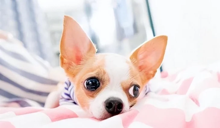 不會亂叫的小型犬