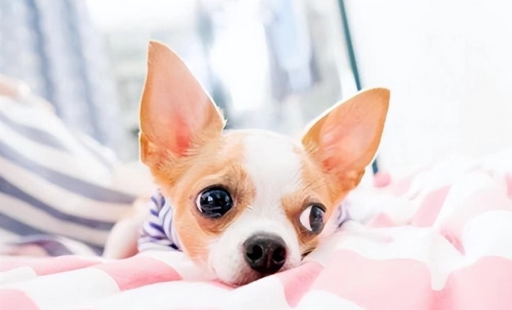 不會亂叫的小型犬推薦：安靜品種選擇與訓練全攻略