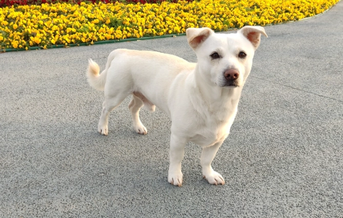 狗除草劑中毒症狀