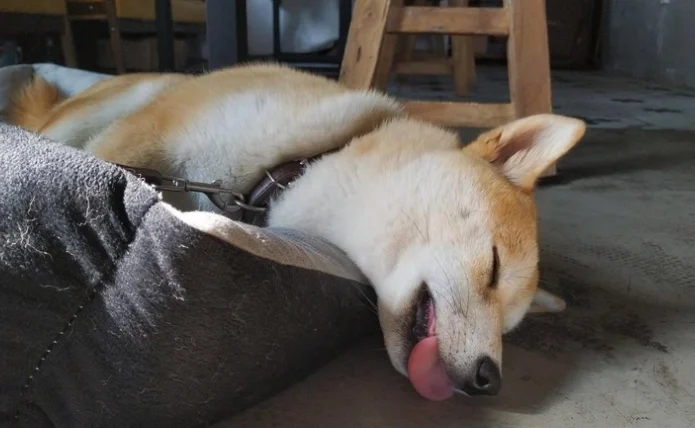 狗狗睡覺突然跳起來