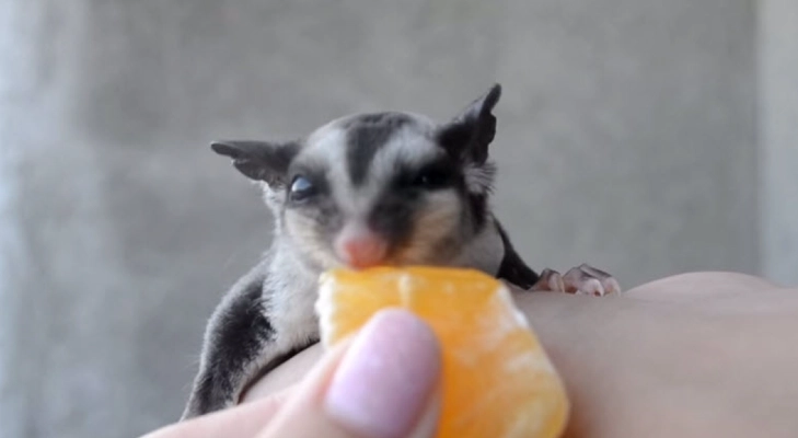 蜜袋鼯多大可以吃水果