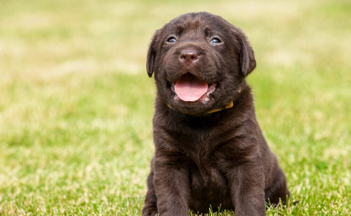 狗狗酒精中毒症狀全解析：緊急處理與預防指南