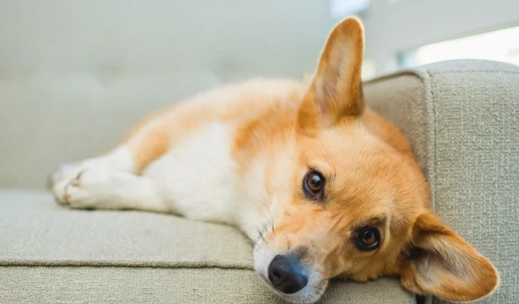 狗可以吃杏仁果嗎