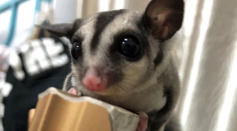 蜜袋鼯會咬人嗎