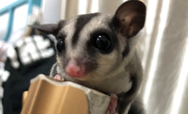 蜜袋鼯會咬人嗎？完整解析咬人原因、預防技巧與飼養心得