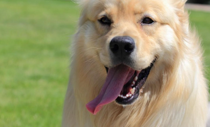 寵物牙刷推薦：毛小孩口腔健康必備牙刷選擇指南與比較