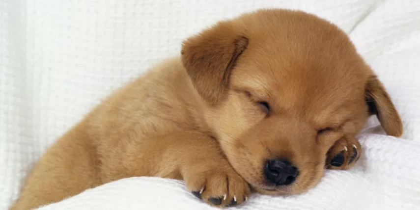 狗狗吃水煮蛋好處