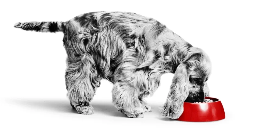 狗可以吃黃油嗎