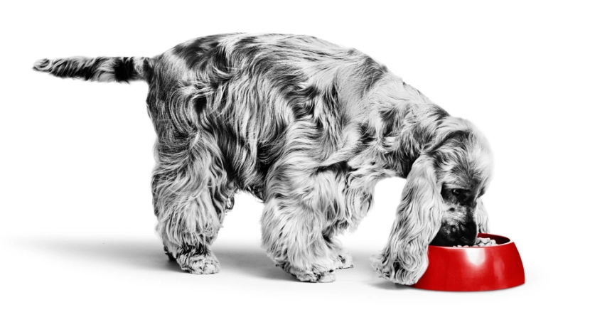 狗可以吃黃油嗎？獸醫解析風險與安全餵食指南