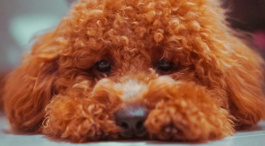 貴婦狗缺點全解析：飼養前必知的十大問題與解決方案