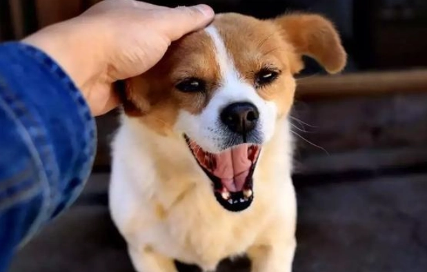 幼犬感冒怎麼辦