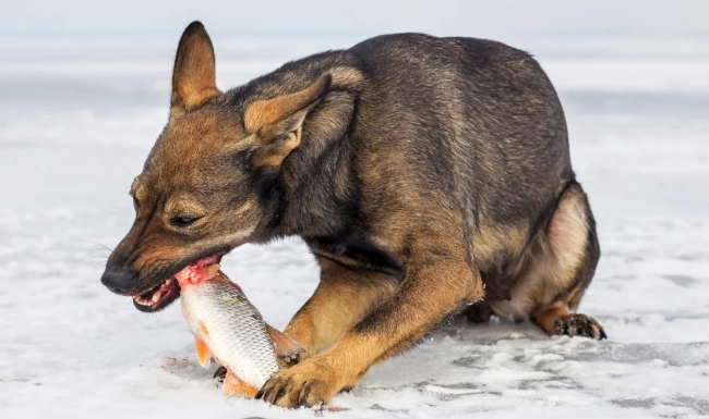狗狗可以吃海鮮嗎