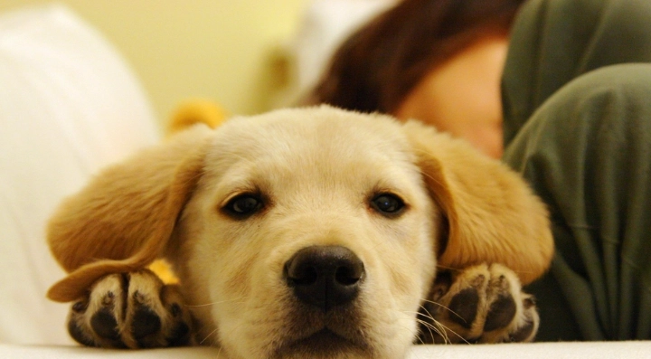 狗狗口腔噴霧推薦