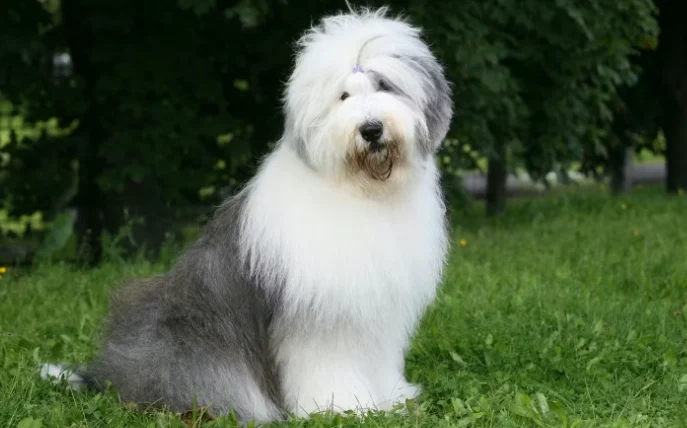 狗狗心脏病症状