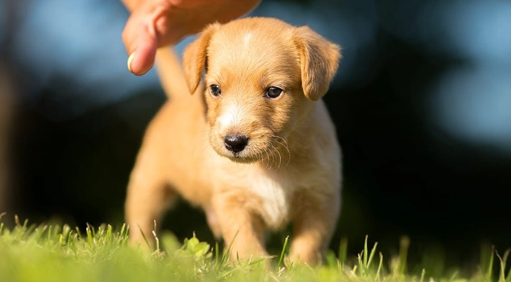 狗狗一直吐飼料