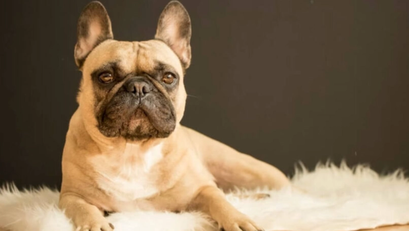 改善狗狗皮膚終極指南：從飲食到護理全方位解決方案