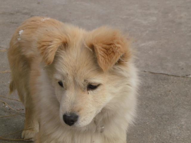 狗狗結膜出血怎麼辦？獸醫教你判斷原因、緊急處理與治療方法
