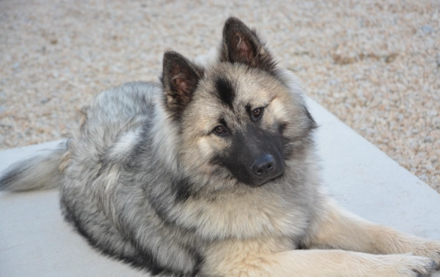 狗狗吃紅蘿蔔的好處