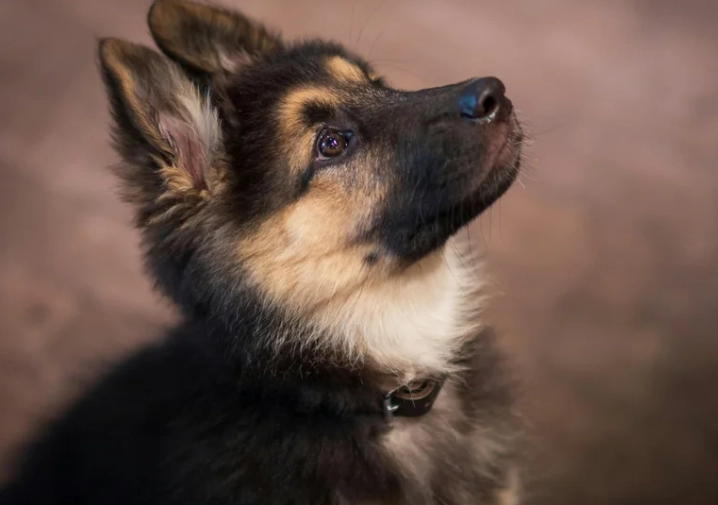 老狗尿尿次數正常嗎？完整指南：頻率、異常與護理建議