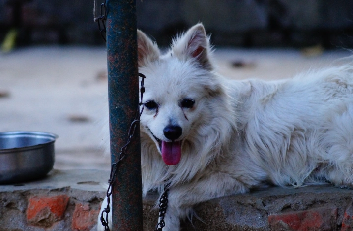 狗狗刷牙指套完整指南：如何選擇與使用解決口腔問題